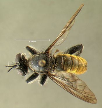 Media type: image;   Entomology 13472 Aspect: habitus dorsal view